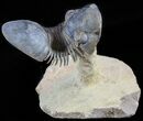 Flying Paralejurus Trilobite Fossil - Natural Work Of Art #49587-1
